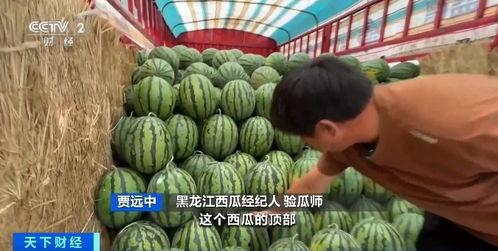 吃瓜卖棉花,揭秘瓜农与棉农的跨界传奇