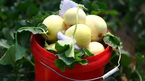 秦安高速吃瓜,一场意外的网络狂欢