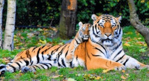 老虎幼崽吃瓜,老虎幼崽的童年美食探索