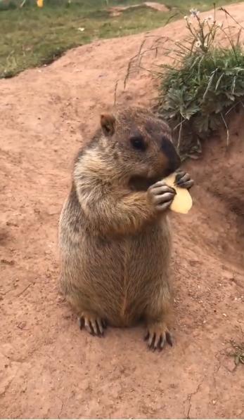 土拨鼠吃瓜图片大全高清,萌态十足高清大图集锦