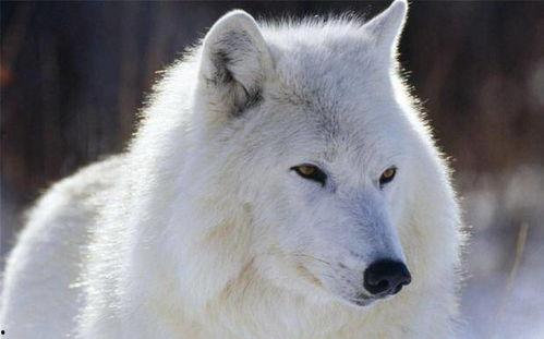 吃瓜的白狼,揭秘娱乐圈背后的神秘故事