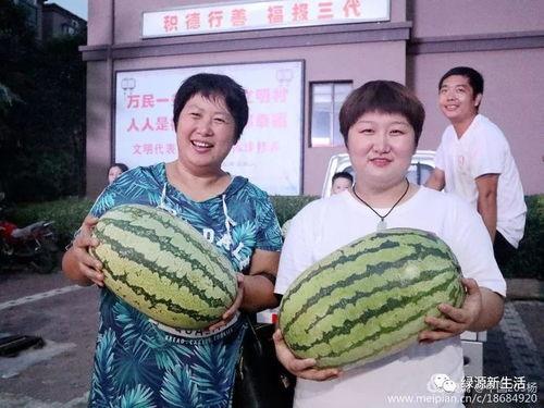 儿童夏天吃瓜照片大全,儿童吃瓜欢乐时光照片集