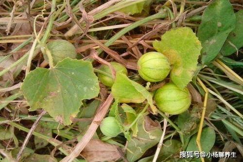 地野瓜怎么吃,解锁美味新体验