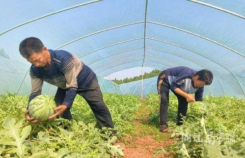 吃瓜乡村,揭秘农村生活的酸甜苦辣