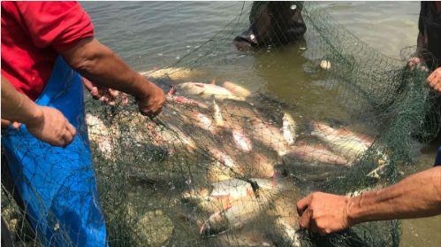 老外吃瓜捕鱼视频,吃瓜视频走红网络