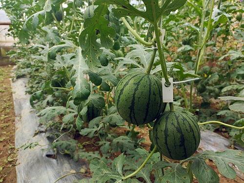 现在可以吃小瓜吗,现在正是品尝美味小瓜的最佳时节