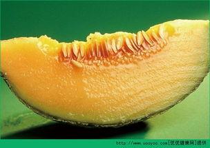 孕早期一天吃一个哈密瓜,哈密瓜助力孕妈健康营养之旅