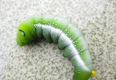 刘大瓜吃虫子,勇敢吃虫子，展现无畏精神